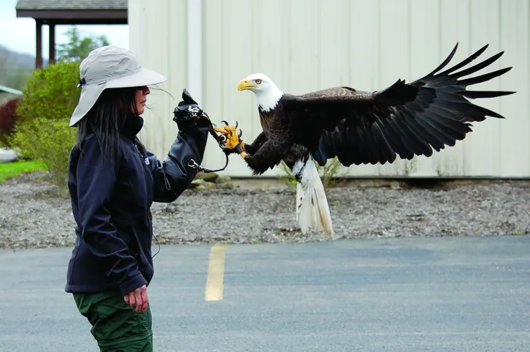 Fighting for Freedom: Raptor specialist working to keep bald eagle